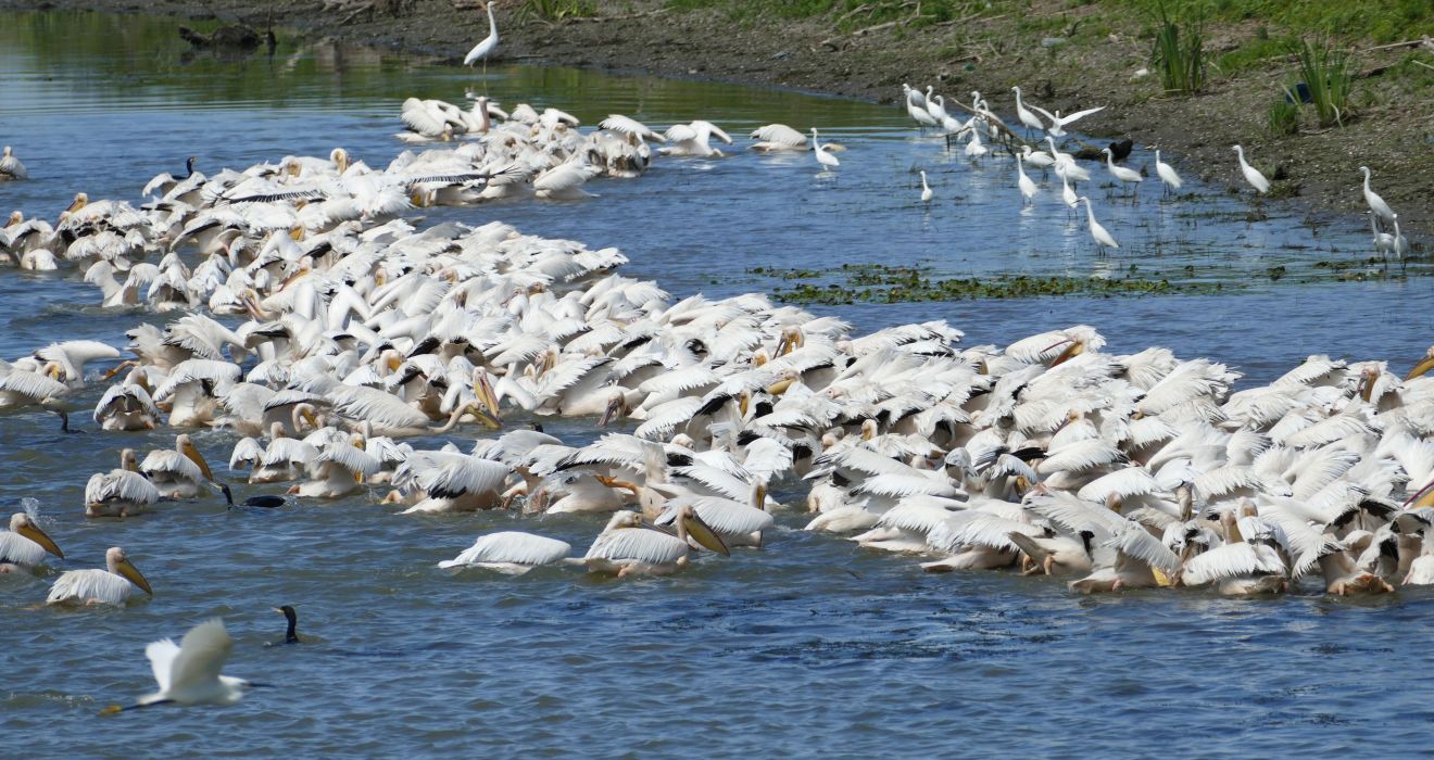 Donaudelta Pelikane
