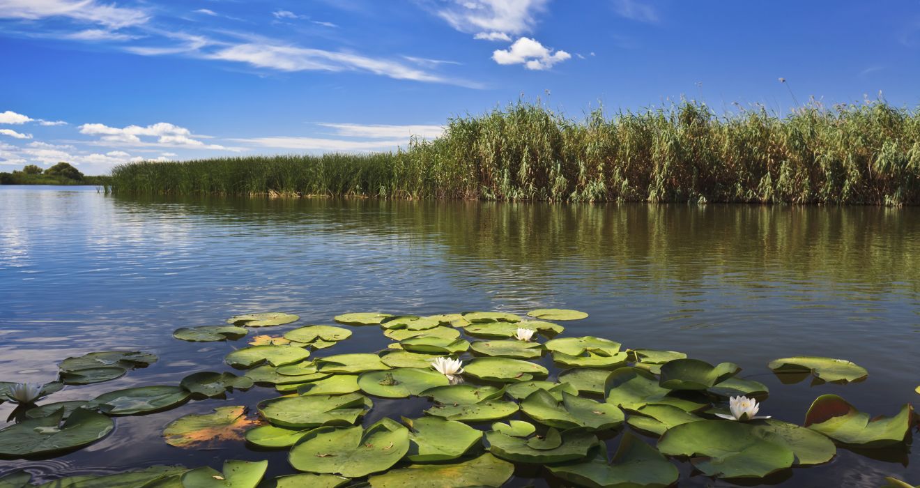 Donaudelta mit Seerosen