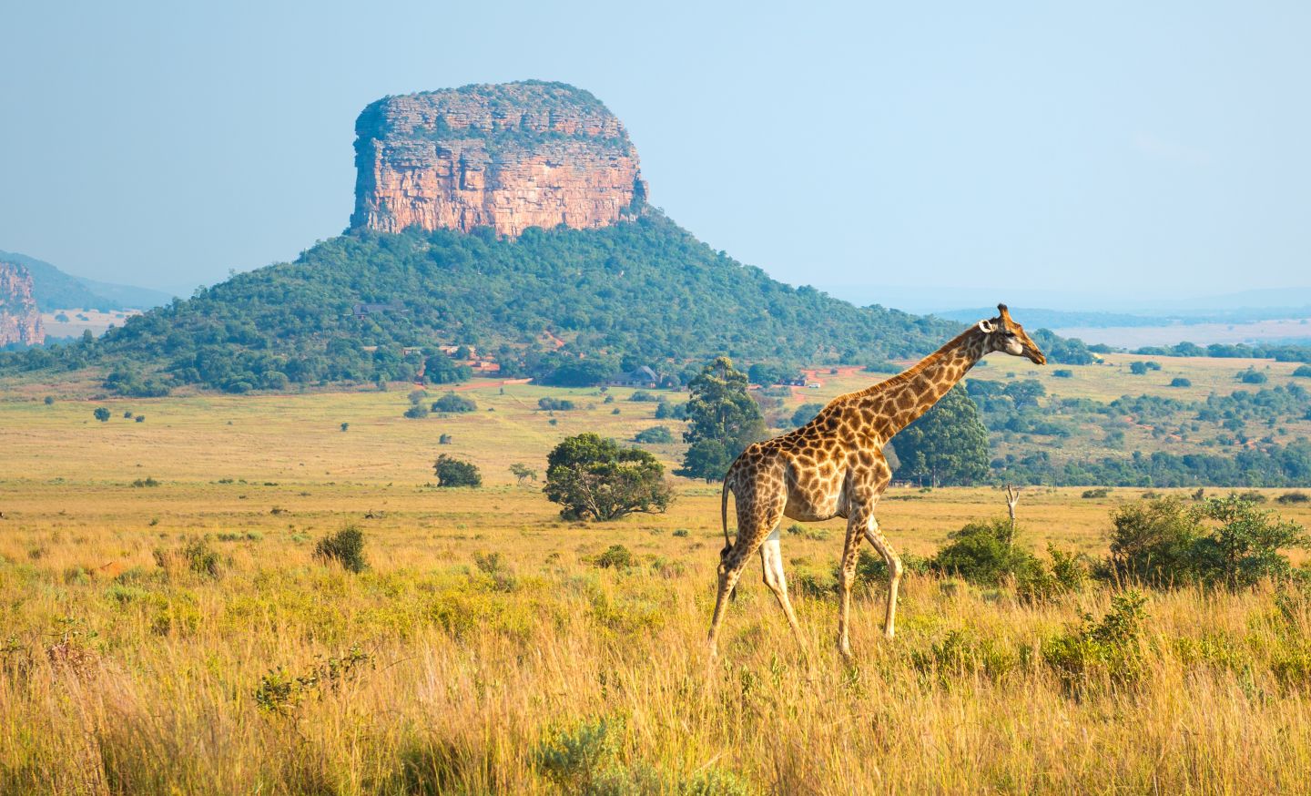 Giraffe in S&uuml;dafrika