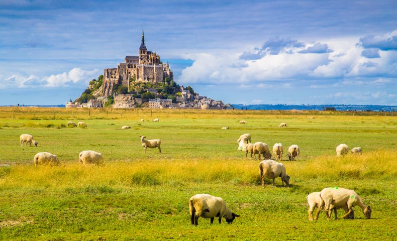 Mont St Michel mit Schafen, Bretagne
