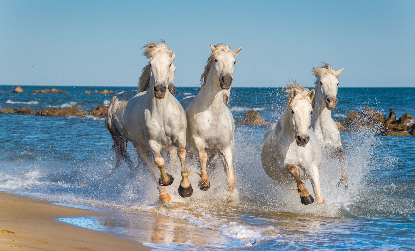 Wei&szlig;e Pferde laufen am Strand in der Camargue, Provence