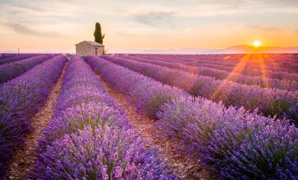 Lavendelfeld in der Provence