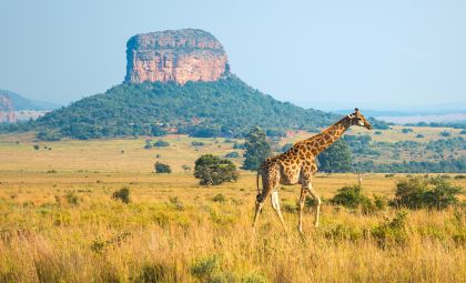 Giraffe in S&uuml;dafrika