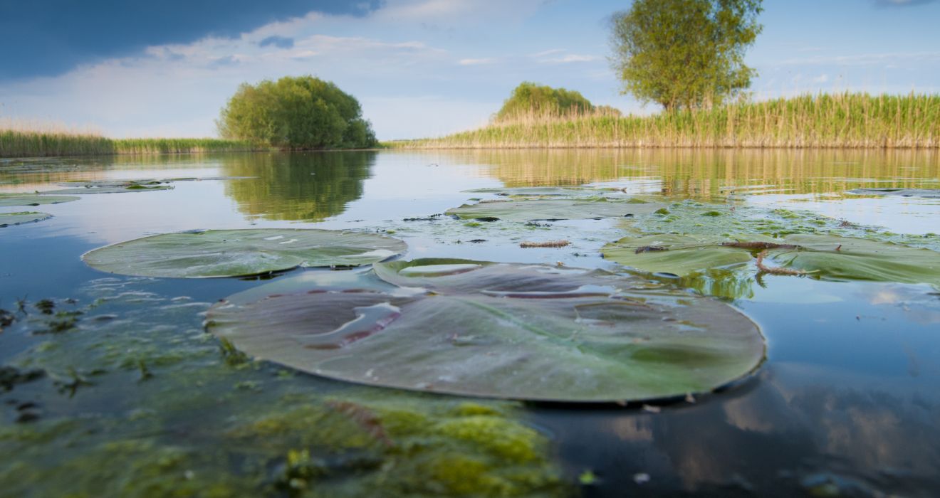 Donaudelta mit Schilf und Seerosen