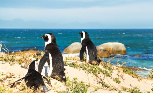 Pinguine am Boulder's Beach