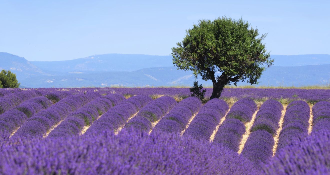 Lavendelbl&uuml;te in der Provence
