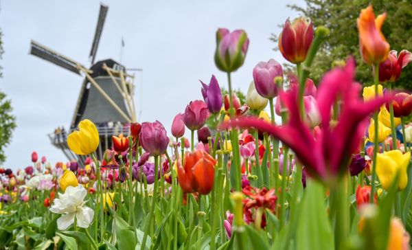 Tulpen Windm&uuml;hle