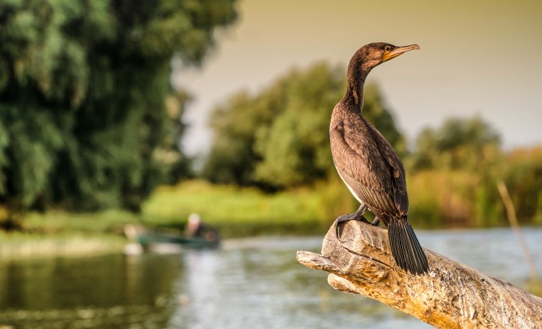 Kormoran Donaudelta