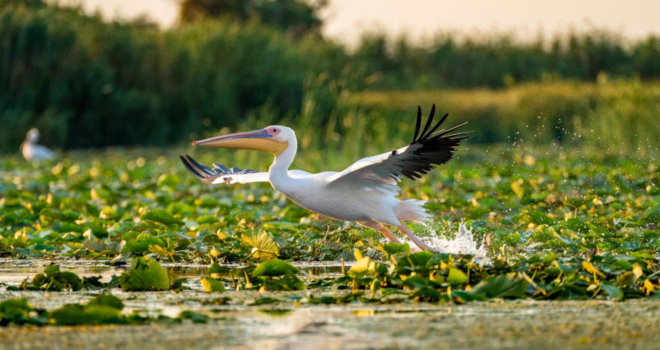 Pelikan im Donaudelta