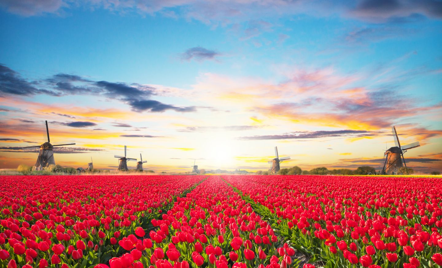 Windm&uuml;hlen und rotes Tulpenfeld,Holland