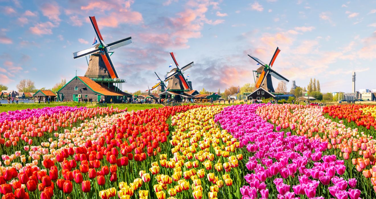 Windm&uuml;hlen & Tulpen