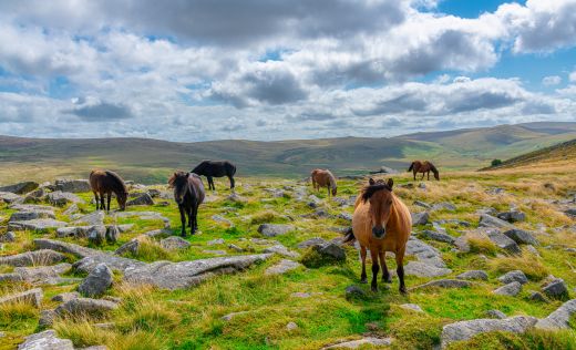 Wildpferde in Dartmoor