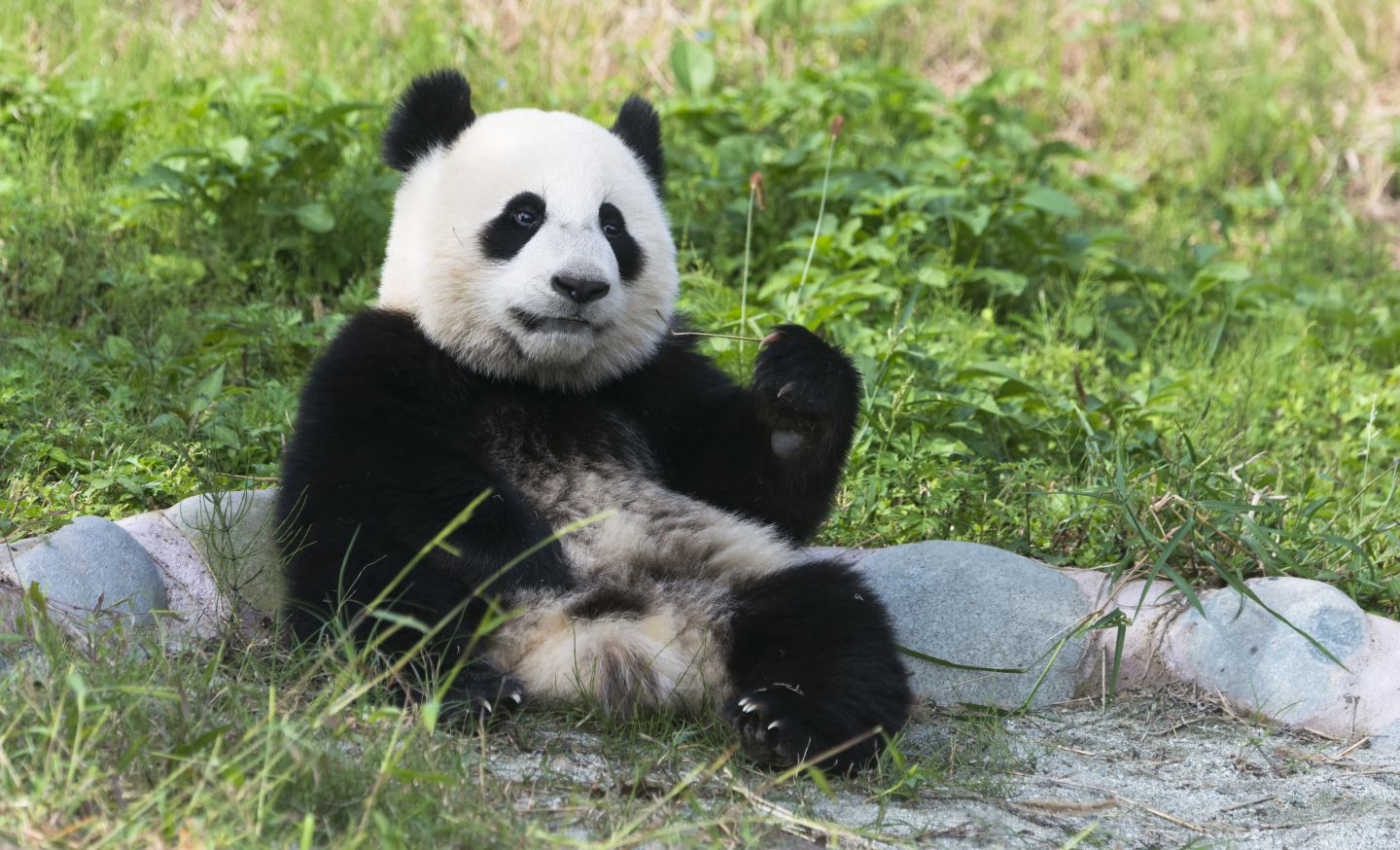 Pandab&auml;r