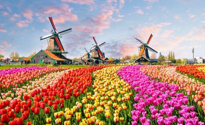Windm&uuml;hlen & Tulpen