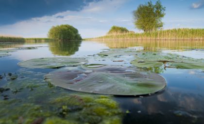Donaudelta mit Schilf und Seerosen