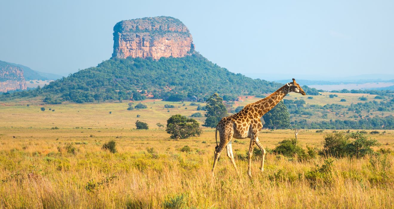 Giraffe in S&uuml;dafrika