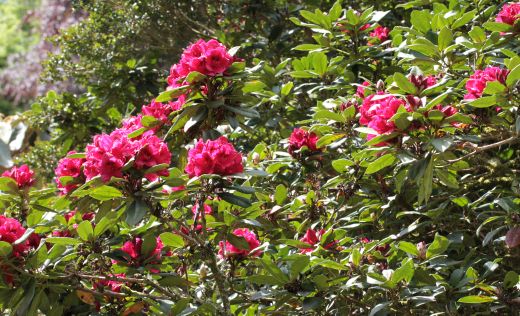 Rhododendren