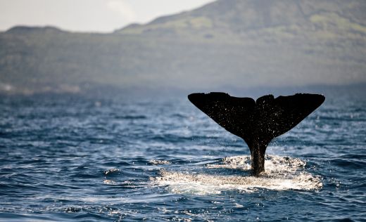 Walflosse