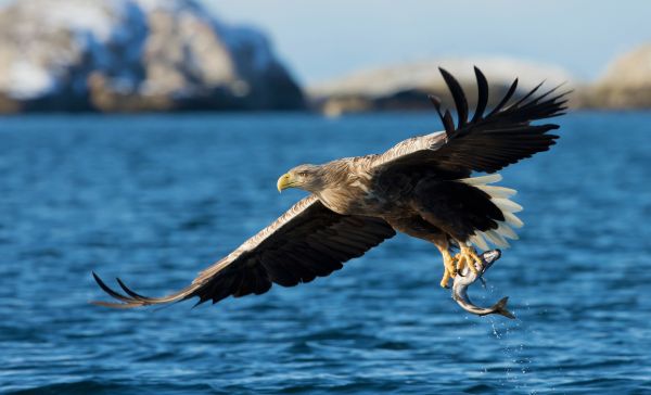 Seeadler
