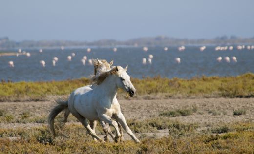 Wildpferde in der Camargue