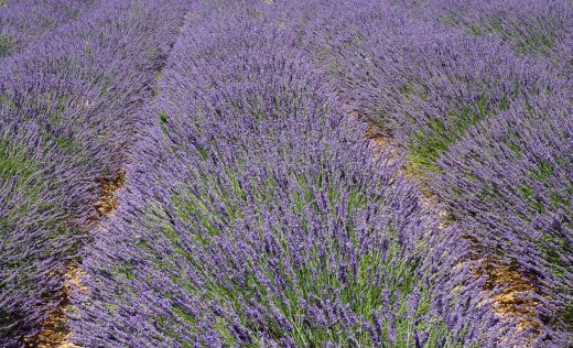Lavendel in der Provence