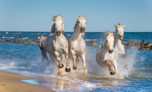 Camargue Wei&szlig;e Pferde