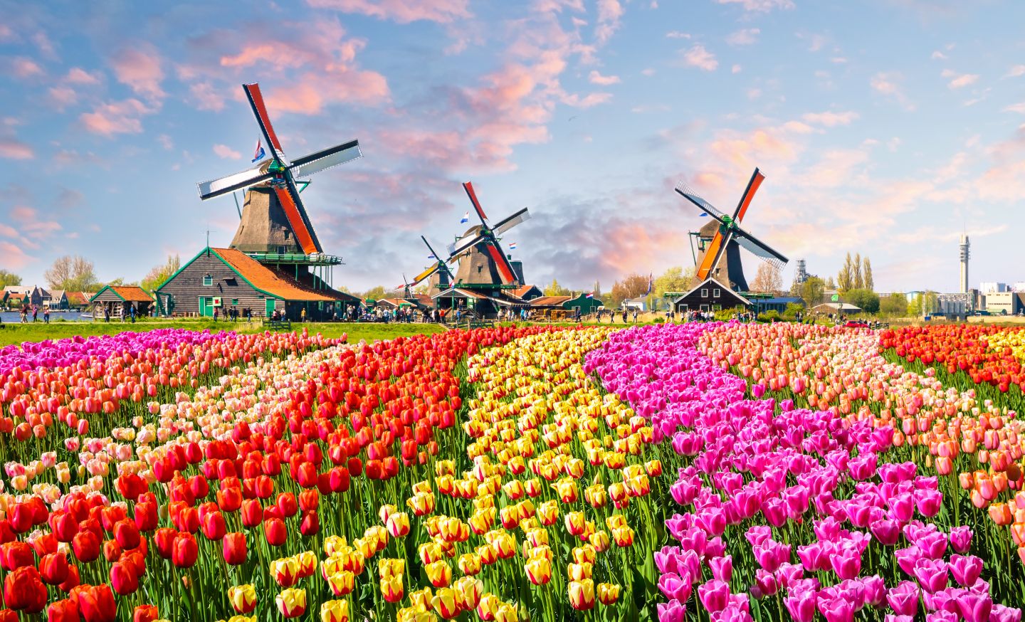 Windm&uuml;hlen mit bunte Tulpen
