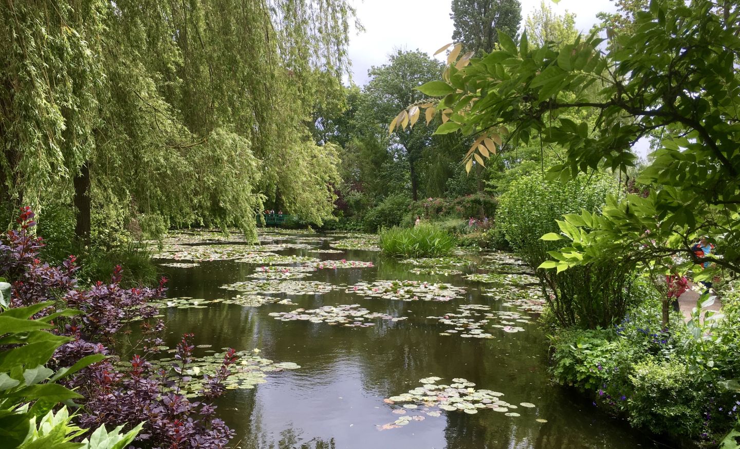 Seerosen in Monets Garten im Giverny, Frankreich