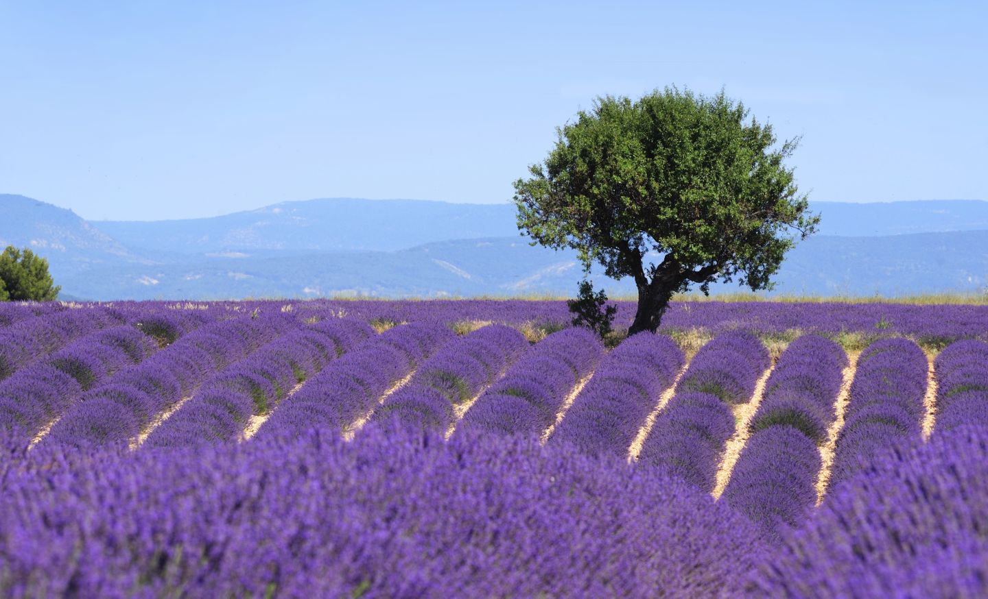 Lavendelbl&uuml;te in der Provence